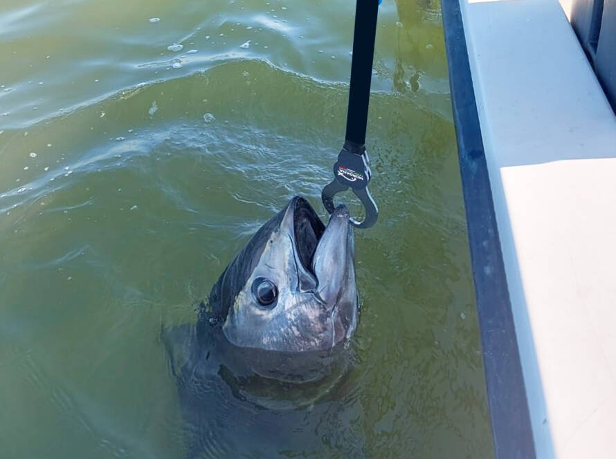 Tonno agganciato al gancio da barca Morgana mentre emerge dall’acqua.