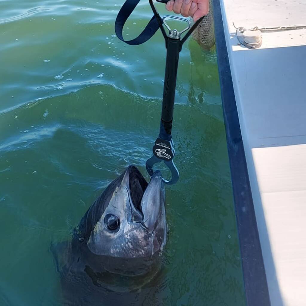 tonno pescato in mare con boga grip Morgana Fishing