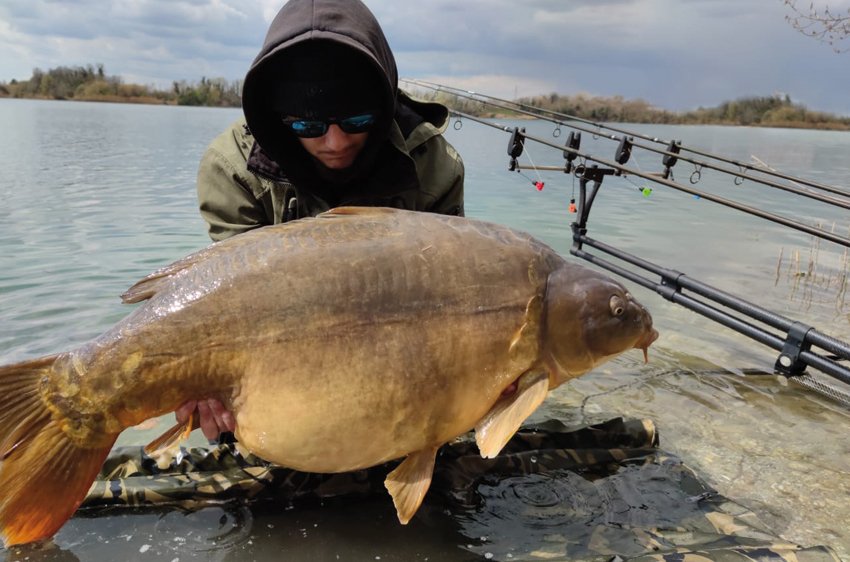 Pescatore solleva una grossa carpa mentre utilizza il Rod Pod Morgana posizionato in acqua