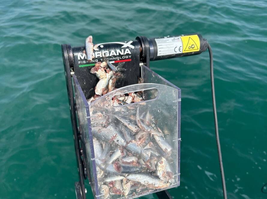 getta sarde Pollicino Morgana Fishing con sardine per pasturazione automatica durante la pesca al tonno in mare
